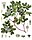 Guaiacum officinale - Köhler–s Medizinal-Pflanzen-069.jpg