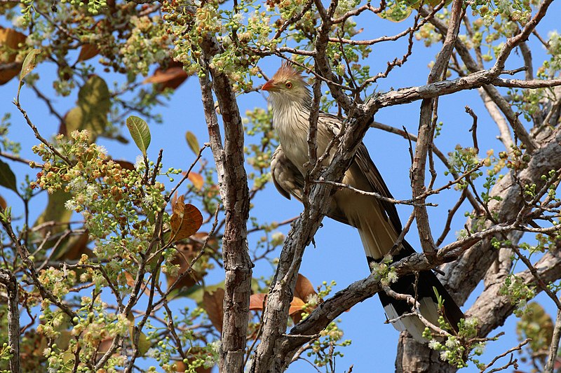 File:Guira cuckoo (Guira guira).JPG