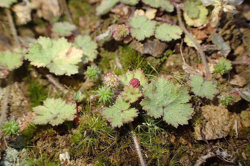 File:Gunnera monoica kz5.jpg