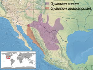 Gyalopion sp. distribution.png