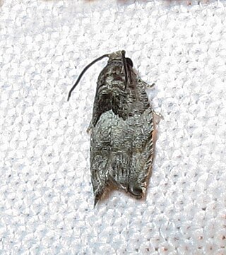 <i>Gypsonoma haimbachiana</i> Species of moth