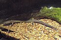 Gyrinophilus palleucus Tennessee-barlang Salamander. JPG