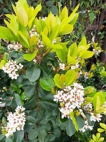 File:HK STT 石塘咀北 Shek Tong Tsui North 海濱公園 Waterfront Promenade 碼頭 Piers flora green leaves March 2020 SS2 08.jpg