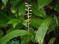 Habenaria furcifera