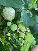 Hackberry Petiole Gall.jpg