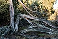 Haltern am See, Westruper Heide -- 2016 -- 5986.jpg