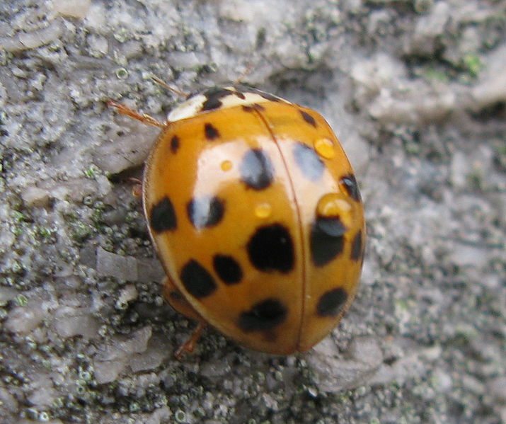 File:Harmonia axyridis on stone.jpg