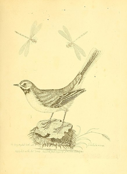 File:Harmonia ruralis, or, An essay towards a natural history of British song birds - illustrated with figures the size of life, of the birds, male and female, in their most natural attitudes (1794) (14563210999).jpg