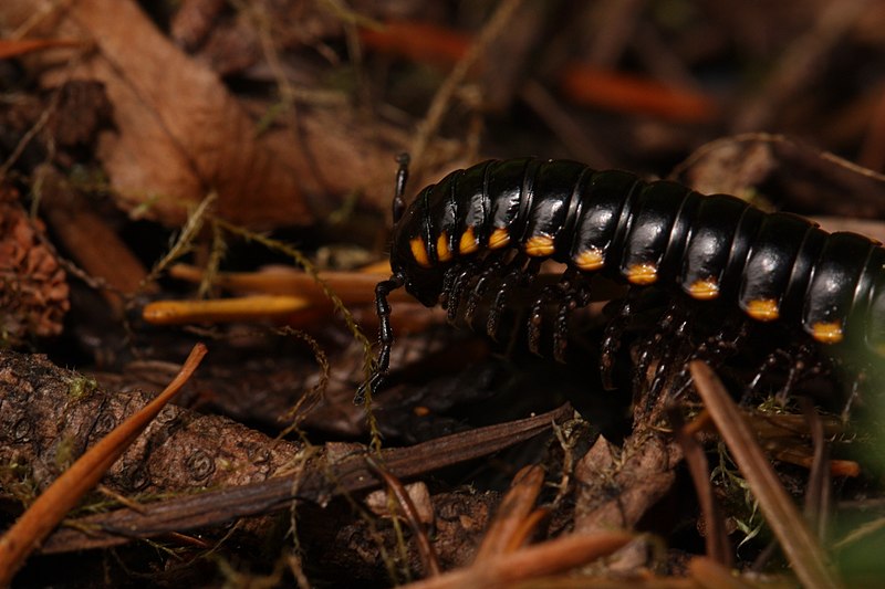 File:Harpaphe haydeniana 0438.JPG