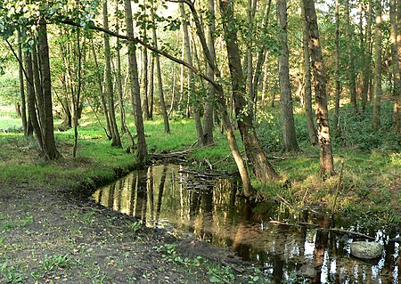 Haverbeeke im Haverbeeker Holz