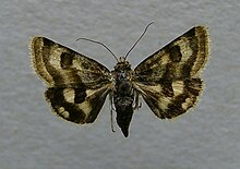 Heliothis ononis.jpg