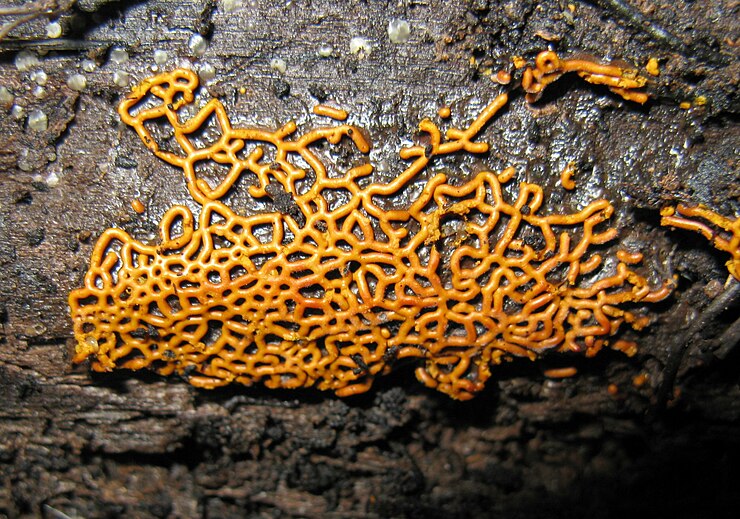 Plasmodiocarp of the slime mold Hemitrichia serpula: the living structure contains many nuclei, not separated from each other by cell membranes or cell walls. Hemitrichia serpula 57955.jpg