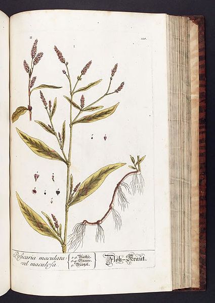 File:Herbarium Blackwellianum emendatum et auctum, id est, Elisabethae Blackwell collectio stirpium (Plate 118) BHL291379.jpg