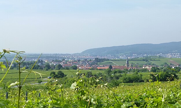 Vineyard Honigsack, south of Herxheim am Berg, view to KALLSTADT.