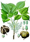 Hevea brasiliensis - Köhler–s Medizinal-Pflanzen-071.jpg