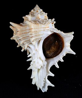 <i>Hexaplex fulvescens</i> species of mollusc