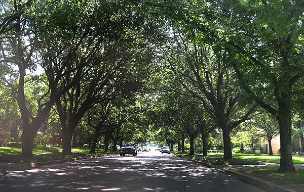 Tree-lined street in Highland Park