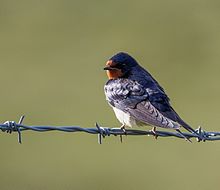 Hirundo rustica gwennol.jpg