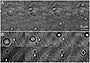 Holographic microscopy - images of Vibrio alginolyticus swimming.jpg
