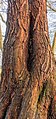 * Nomination Cavity in trunk of old willow (Salix). Location: Natuurterrein De Famberhorst. Famberhorst 16:34, 20 March 2015 (UTC)*  Comment some IMO severe problems I can not identify. See notes. --Hubertl 18:48, 20 March 2015 (UTC) * I withdraw my nomination Picture drawn with no QI. Thank u.--Famberhorst 19:20, 20 March 2015 (UTC) * Withdrawn {{{2}}}