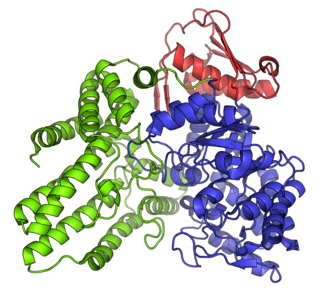 α-<i>N</i>-Acetylglucosaminidase Class of enzymes