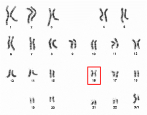 Human male karyotpe high resolution - Chromosome 16.png