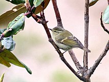 Humes Warbler I2 IMG 3401.jpg