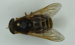 Hybomitra tarandina