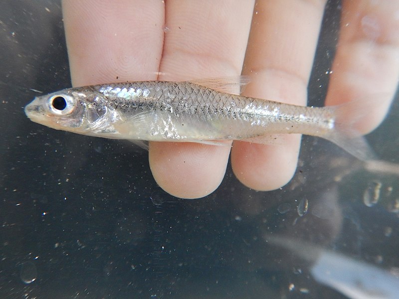 Silverjaw minnow - Wikipedia