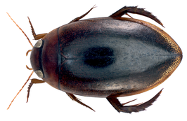 Hydaticus mexaformis