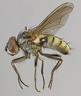 <i>Hydrophoria ruralis</i> species of insect