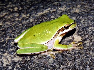 <i>Hyla felixarabica</i>