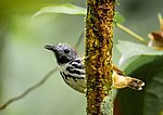 Miniatuur voor Bruinvlekmiervogel