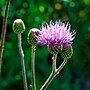 Miniatura para Cirsium monspessulanum