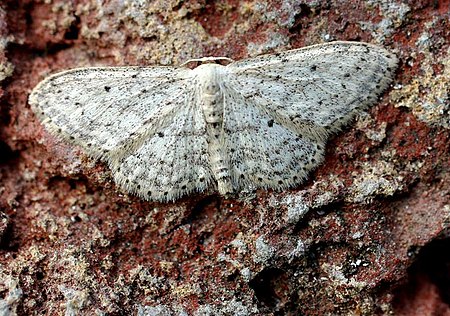 Idaea_seriata