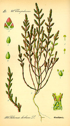 Illustration Salicornia europaea0.jpg