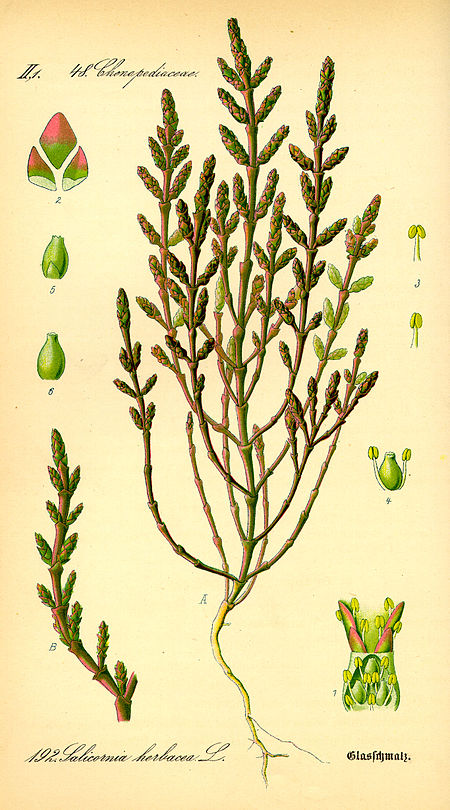 Salicornia