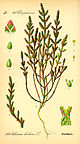 Illustration Salicornia europaea0.jpg