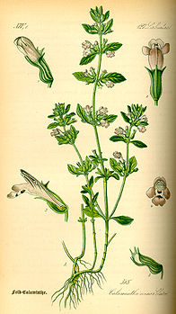 Illustration_Satureja_acinos0.jpg