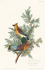 Thumbnail for File:Illustration from Birds of America (1827) by John James Audubon, digitally enhanced by rawpixel-com 43.jpg