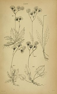 Catharine Johnston British botanical and scientific illustrator (1794–1871)