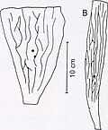 Thumbnail for Eisenia arborea