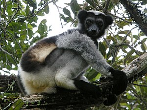 Indri indri by Frank Vassen.jpg