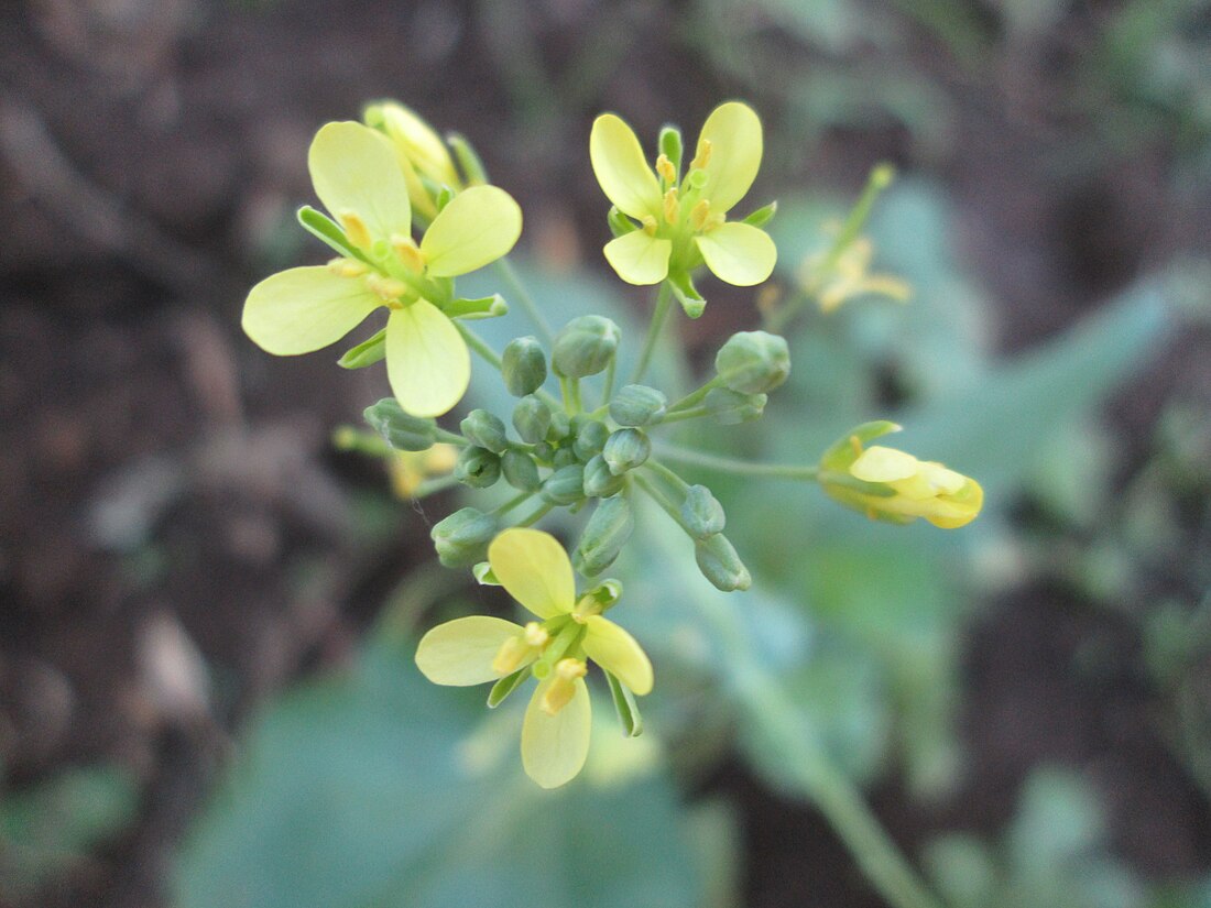 Brassiceae