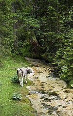 Vorschaubild für Liste von Zuflüssen der Isar