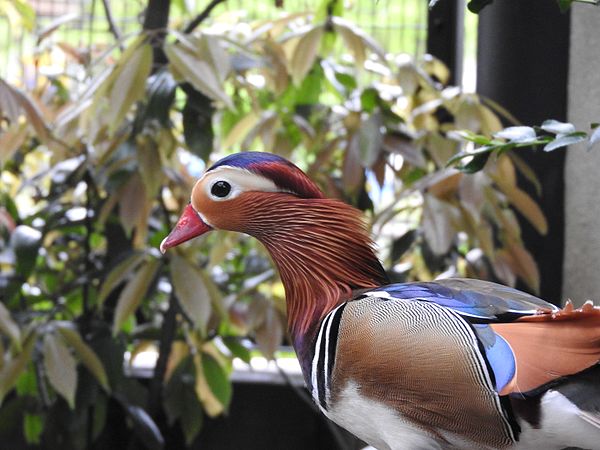 English: Animals in Ishikawa Zoo