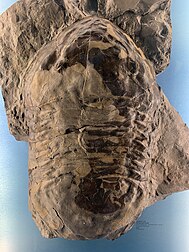 Cast of the I. rex holotype specimen, the largest complete trilobite specimen ever found. Isotelus rex (trilobite) cast.jpg