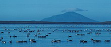 File:Izembek_Lagoon_Amak_Island.jpg