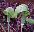 Jack-in-the-Pulpit.jpg