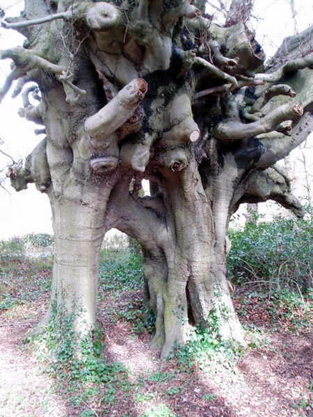 File:John Wesley's beech trees, Lambeg, Co. Down - geograph.org.uk - 165436.jpg
